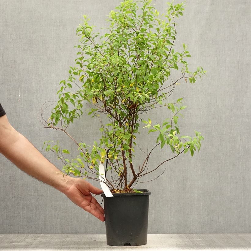 Esimerkki kesällä toimitetusta Sirovirpiangervo Fujino Pink Pot de 3L/4L-taimesta