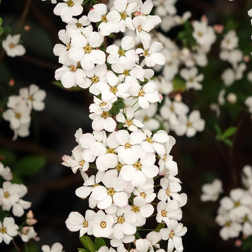 Sirovirpiangervo Fujino Pink (Kukinta)