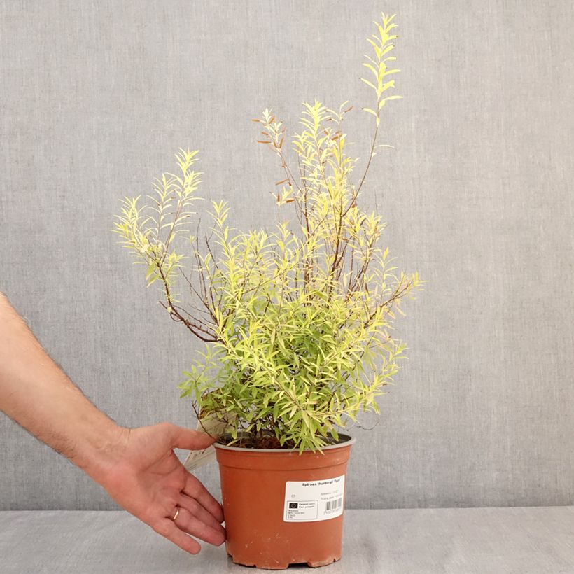 Esimerkki kesällä toimitetusta Spiraea thunbergii Ogon - Spirée de Thunberg Pot de 3L/4L-taimesta