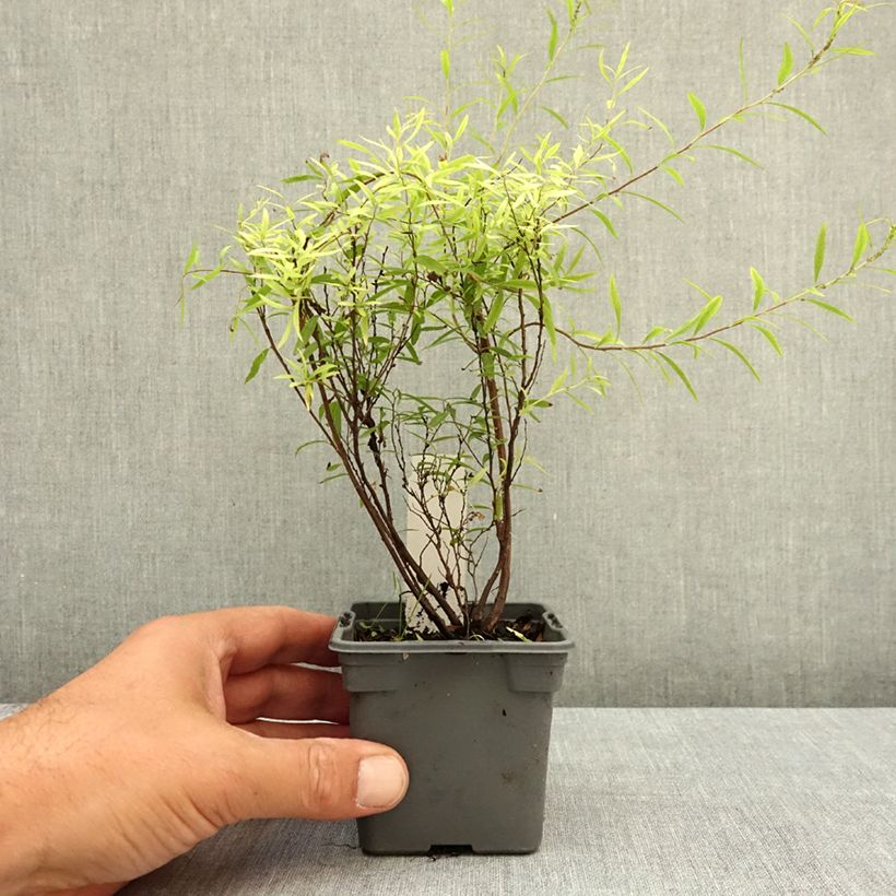 Esimerkki kesällä toimitetusta Sirovirpiangervo - Spiraea x thunbergii 8/9 cm taimiruukku-taimesta
