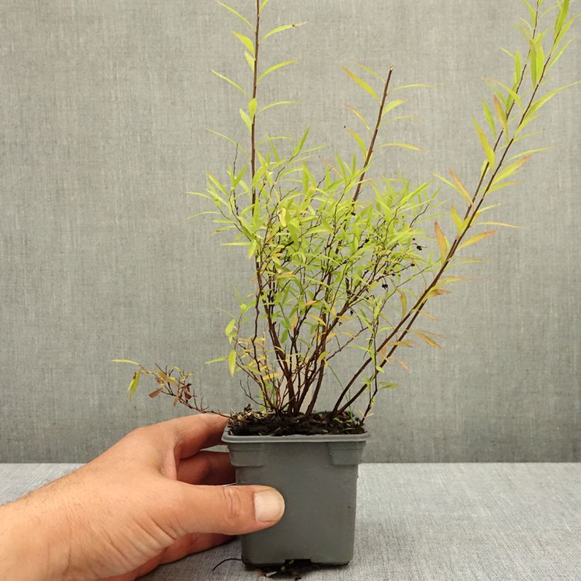 Esimerkki keväällä toimitetusta Sirovirpiangervo - Spiraea x thunbergii Taimiruukku 8/9 cm-taimesta