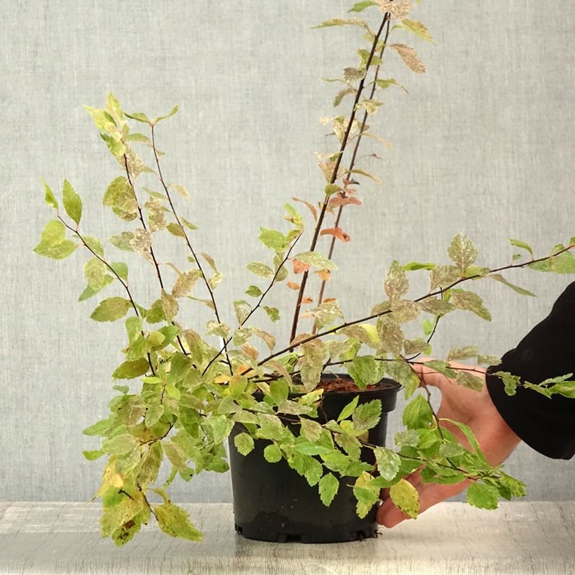 Esimerkki kesällä toimitetusta Spiraea vanhouttei Pink Ice - Spirée de Van Houtte panachée Pot de 3L/4L-taimesta