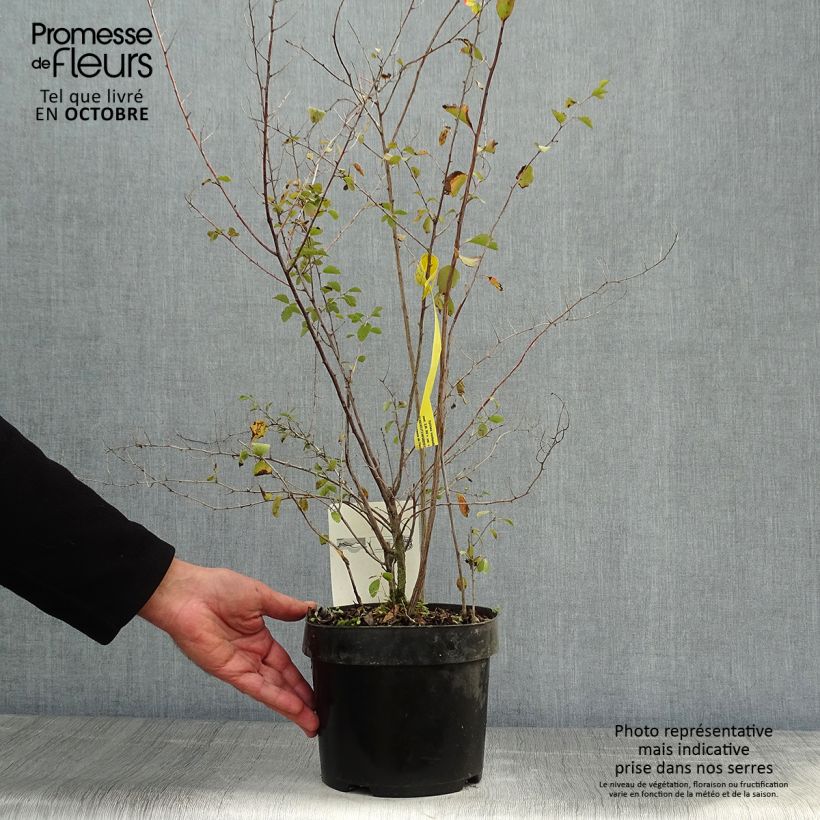 Esimerkki syksyllä toimitetusta Pensasangervo - Spiraea x vanhouttei 2 litran/3 litran ruukku-taimesta
