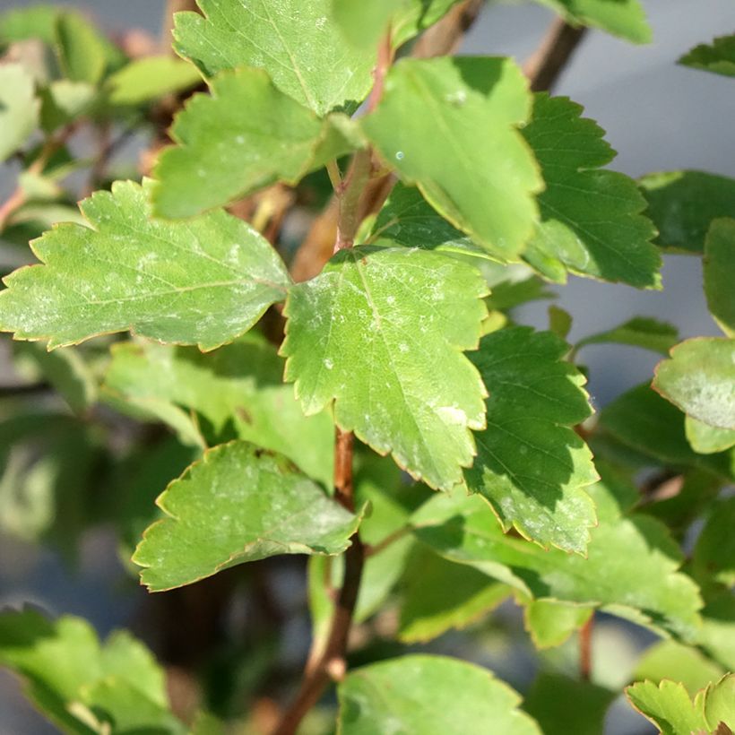 Pensasangervo - Spiraea x vanhouttei (Lehvistö)