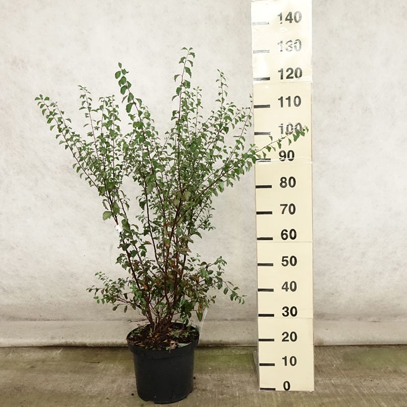 Esimerkki kesällä toimitetusta Pensasangervo - Spiraea x vanhouttei Pot de 6L/7L-taimesta