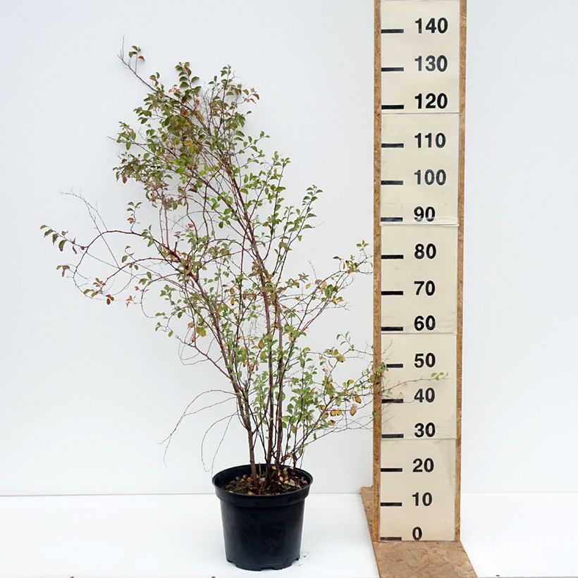 Esimerkki syksyllä toimitetusta Pensasangervo - Spiraea x vanhouttei 6 litran/7 litran ruukku-taimesta