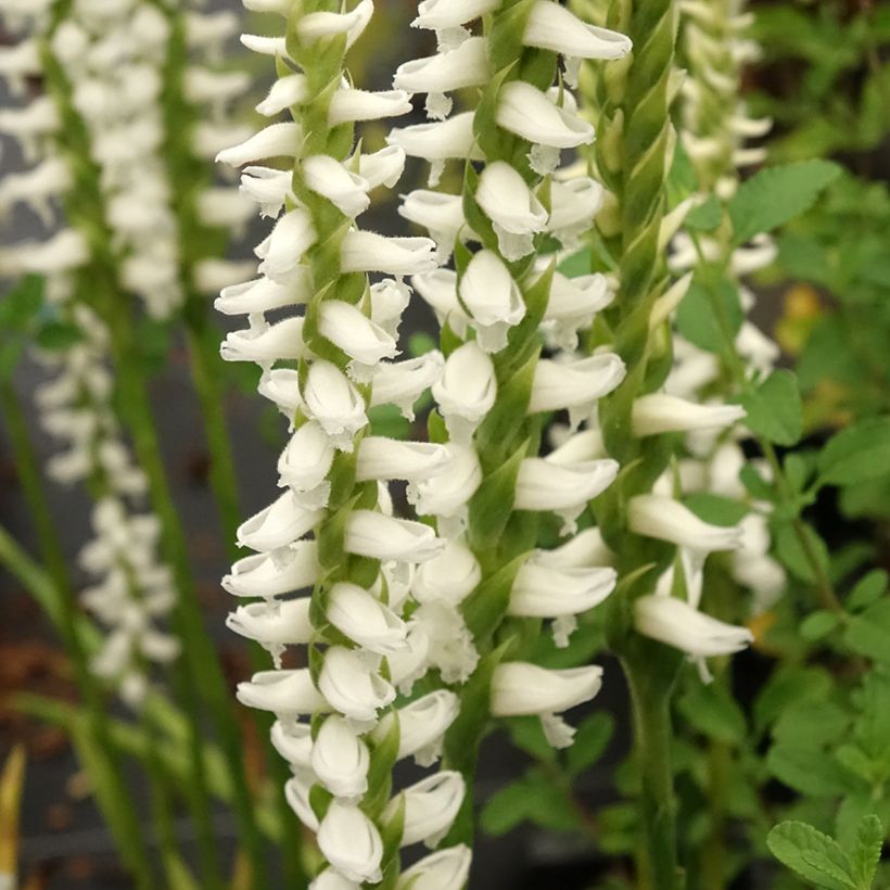 Spiranthes cernua var odorata Chadd's Ford (Kukinta)