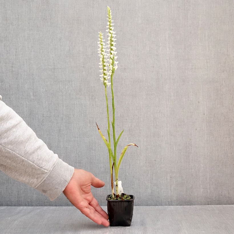 Esimerkki syksyllä toimitetusta Spiranthes cernua var odorata Chadd's Ford 8/9 cm taimiruukku-taimesta