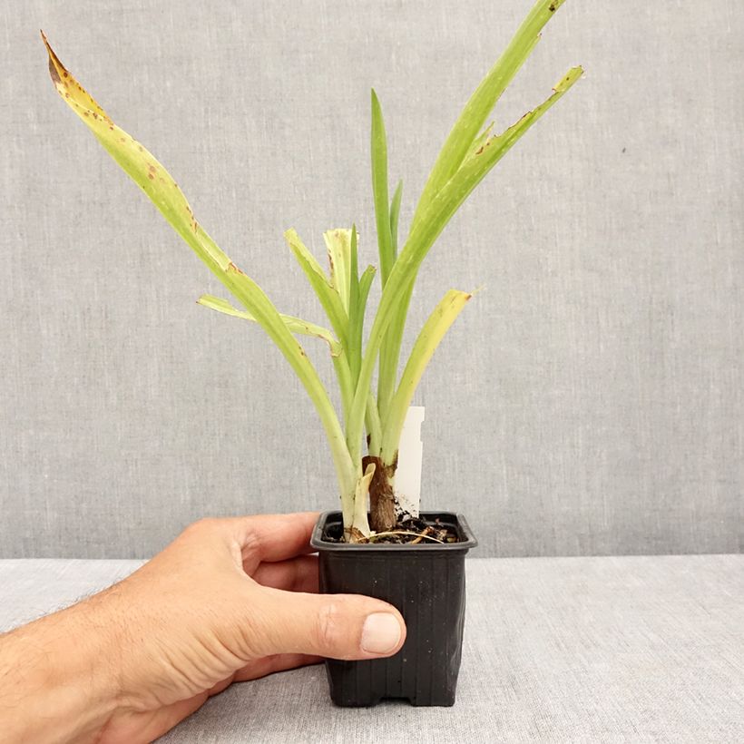 Esimerkki kesällä toimitetusta Spiranthes cernua var odorata Chadd's Ford Godet de 8/9 cm-taimesta