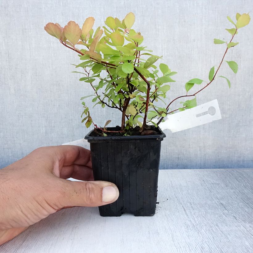 Esimerkki kesällä toimitetusta Koivuangervo Tor Godet de 8/9 cm-taimesta