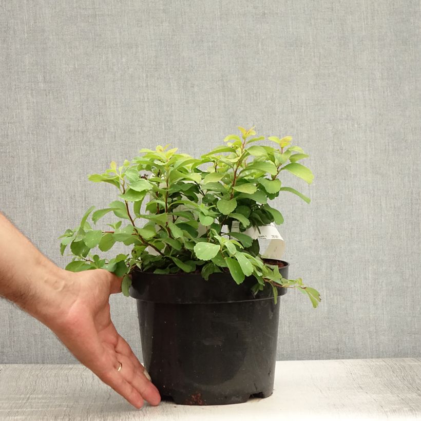 Esimerkki kesällä toimitetusta Koivuangervo Tor Gold Pot de 3L/4L-taimesta