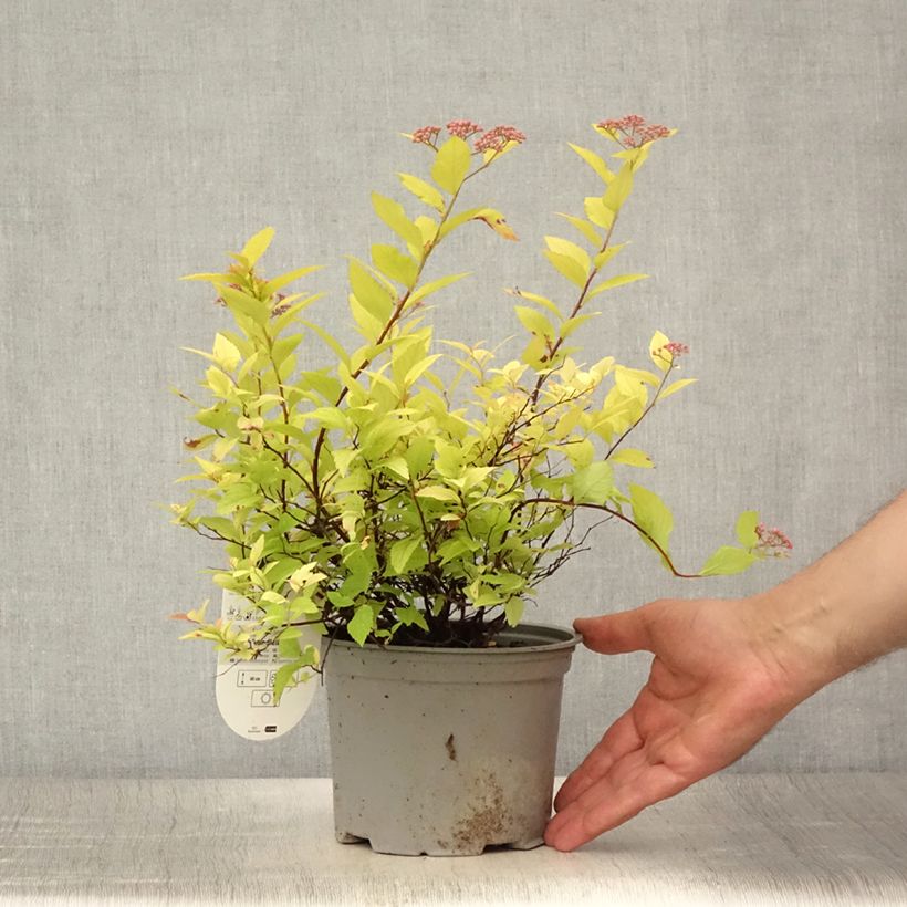 Esimerkki kesällä toimitetusta Japaninangervo Candlelight Pot de 2L/3L-taimesta