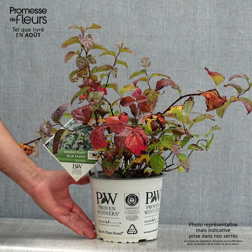 Esimerkki kesällä toimitetusta Japaninangervo Double Play Kazoo Pot de 2L/3L-taimesta