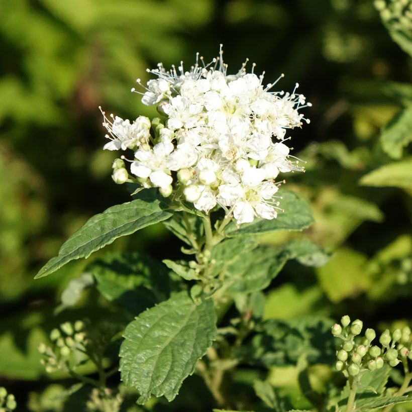 Japaninangervo Albiflora (Kukinta)