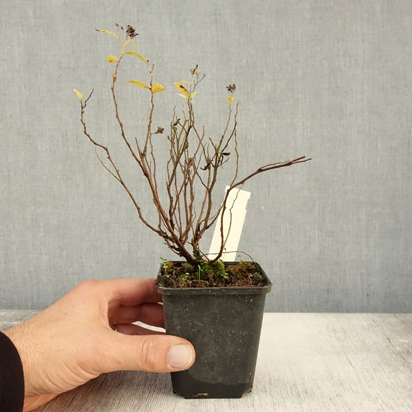 Esimerkki syksyllä toimitetusta Japaninangervo Albiflora 8/9 cm taimiruukku-taimesta
