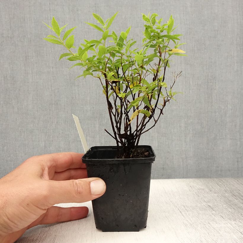 Esimerkki kesällä toimitetusta Japaninangervo Albiflora Godet de 8/9 cm-taimesta
