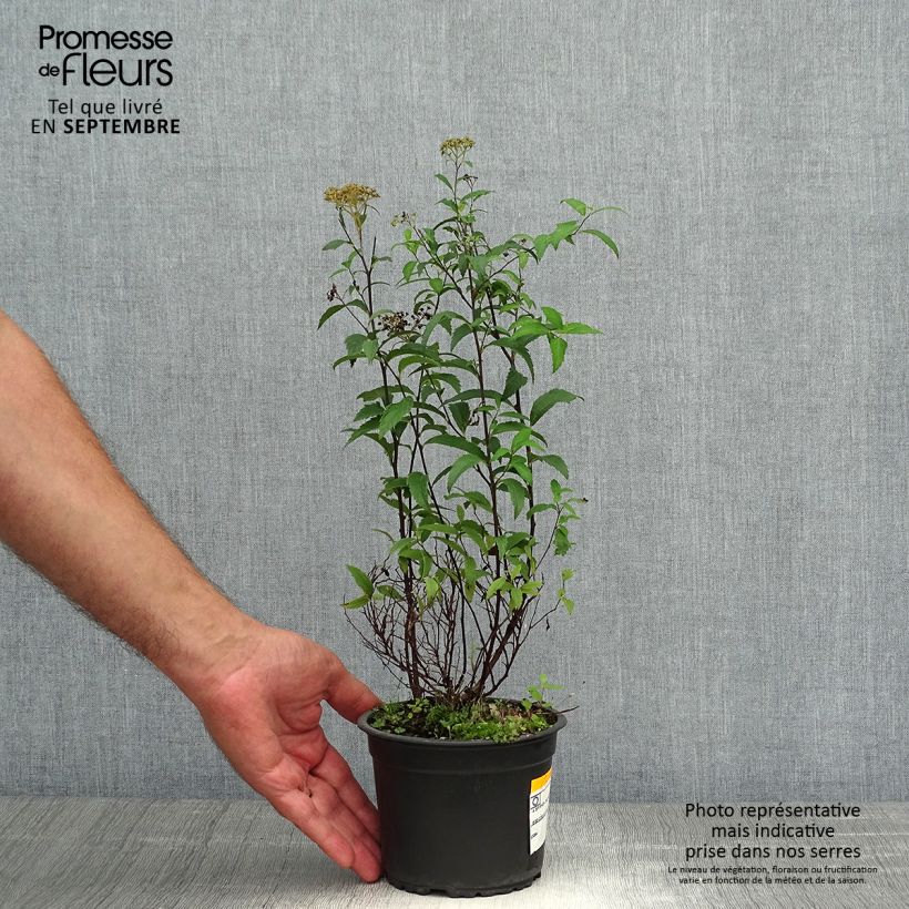 Esimerkki syksyllä toimitetusta Spirée japonica Anthony Waterer - Spiraea japonaise Pot de 1L/1,5L-taimesta