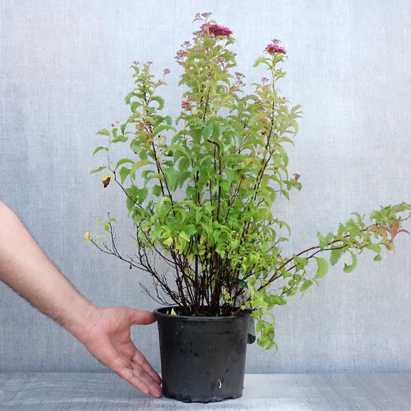 Esimerkki kesällä toimitetusta Japaninangervo Crispa Pot de 1,5L/2L-taimesta