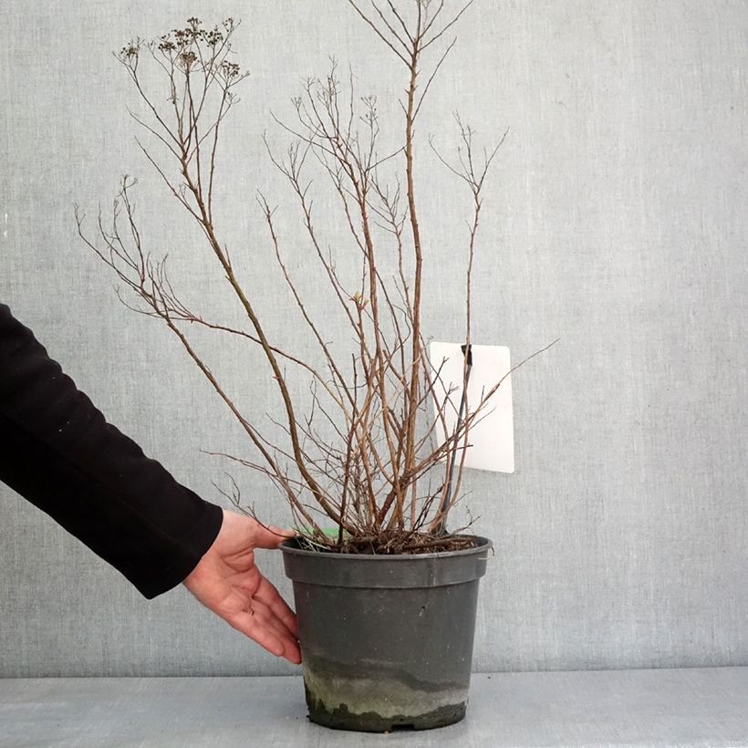 Esimerkki talvella toimitetusta Spirée japonaise Crispa  - Spirée japonaise Pot de 3L/4L-taimesta