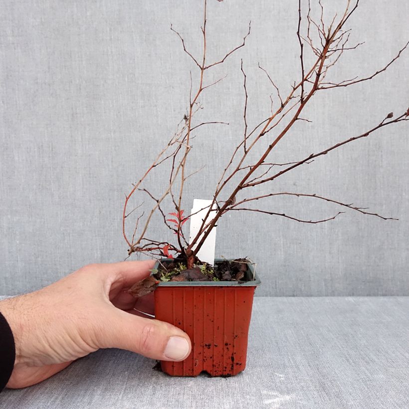 Esimerkki syksyllä toimitetusta Japaninangervo Firelight 8/9 cm taimiruukku-taimesta