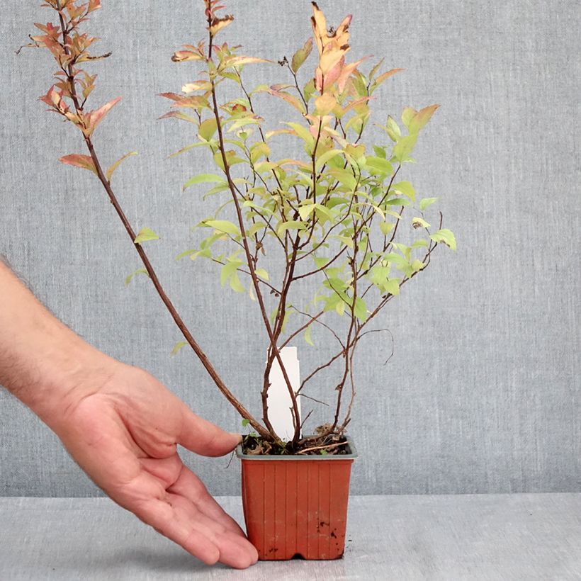 Esimerkki kesällä toimitetusta Japaninangervo Firelight Godet de 8/9 cm-taimesta