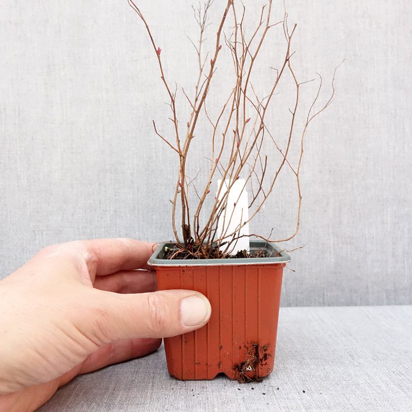 Esimerkki talvella toimitetusta Spirée japonaise Firelight- Spiraea japonica Godet de 8/9 cm-taimesta