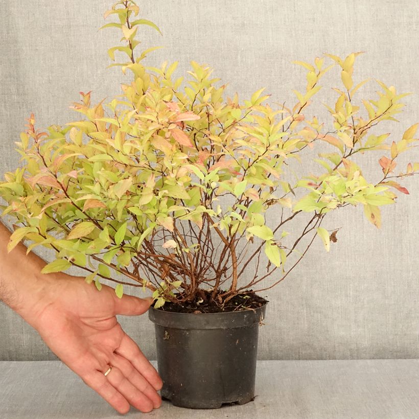 Esimerkki kesällä toimitetusta Japaninangervo Goldflame Pot de 1L/1,5L-taimesta