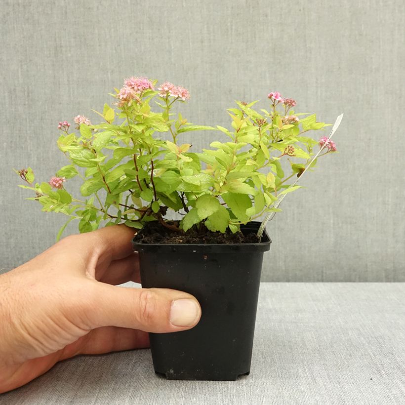 Esimerkki kesällä toimitetusta Japaninangervo Goldmound 8/9 cm taimiruukku-taimesta