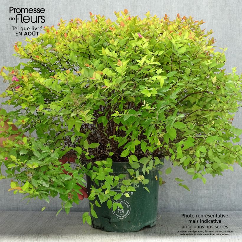 Esimerkki kesällä toimitetusta Japaninangervo Magic Carpet Pot de 4L/5L-taimesta