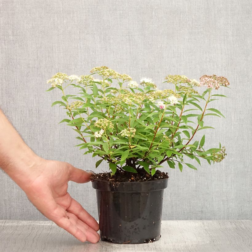 Esimerkki kesällä toimitetusta Japaninangervo Shirobana Genpei Pot de 1L/1,5L-taimesta