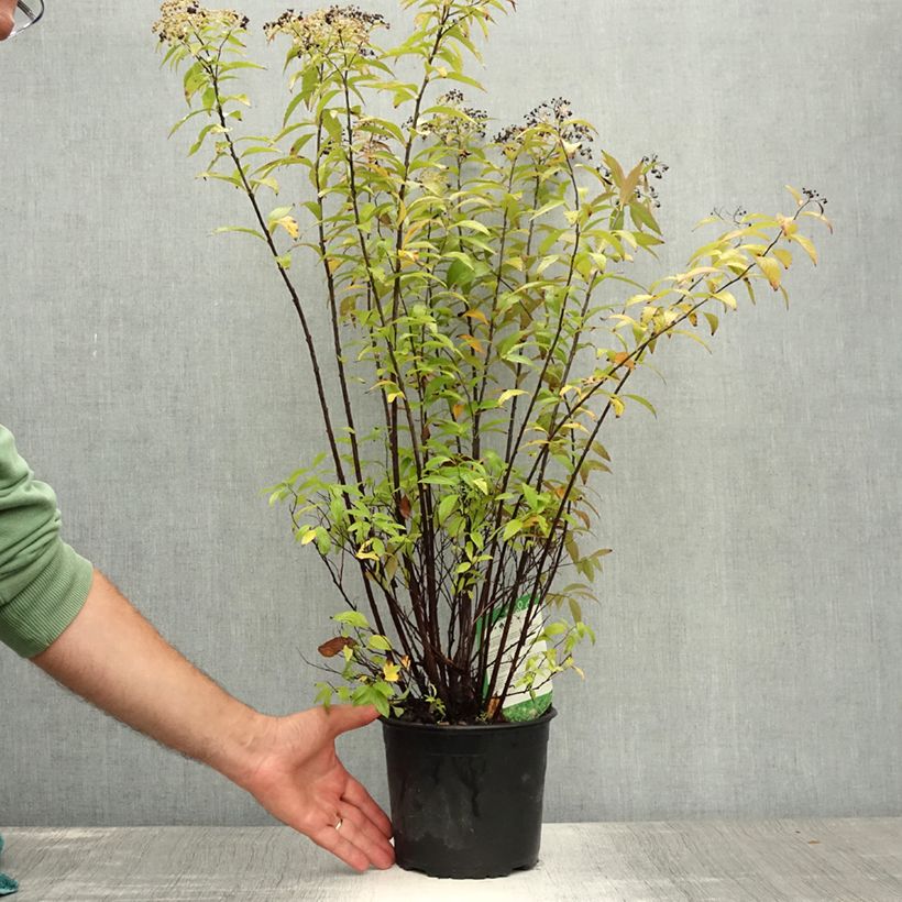 Esimerkki kesällä toimitetusta Japaninangervo Shirobana Genpei Pot de 2L/3L-taimesta