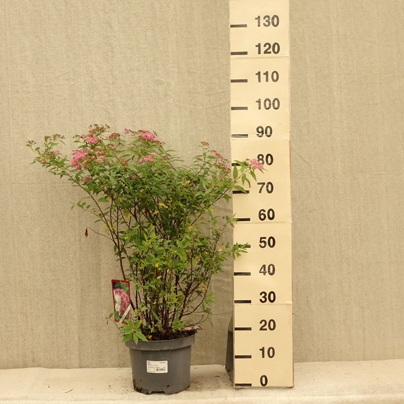 Esimerkki kesällä toimitetusta Japaninangervo Shirobana Genpei Pot de 7,5L/10L-taimesta