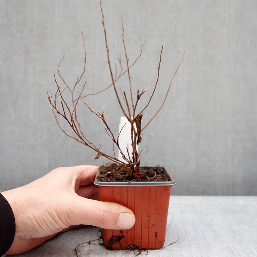 Esimerkki talvella toimitetusta Japaninangervo Shirobana Genpei 8/9 cm taimiruukku-taimesta