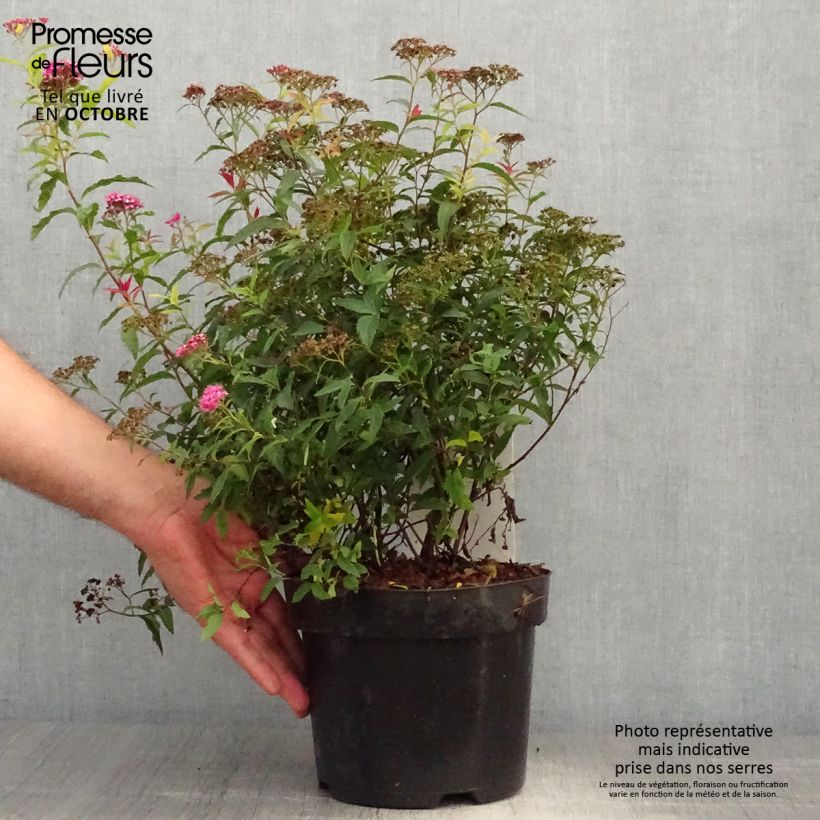 Esimerkki syksyllä toimitetusta Japaninangervo Darts Red 3 litran/4 litran ruukku-taimesta