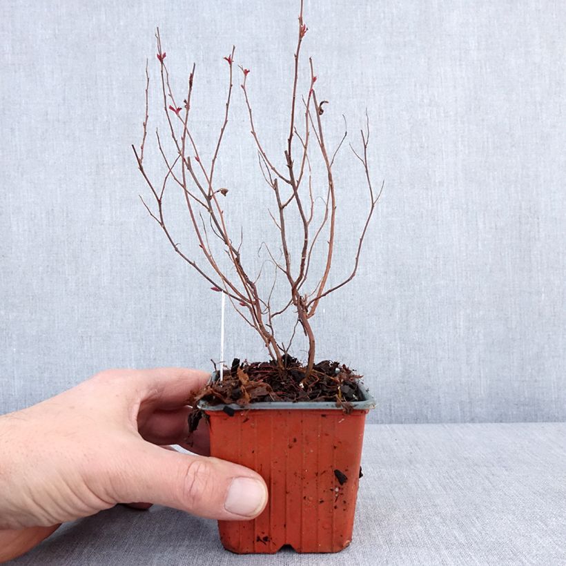 Esimerkki talvella toimitetusta Spirée japonaise - Spiraea japonica Dart's Red Godet de 8/9 cm-taimesta