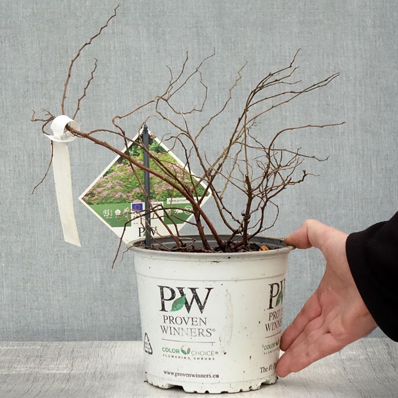Esimerkki syksyllä toimitetusta Spirée japonaise - Spiraea japonica Double Play Big Bang Pot de 2L/3L-taimesta