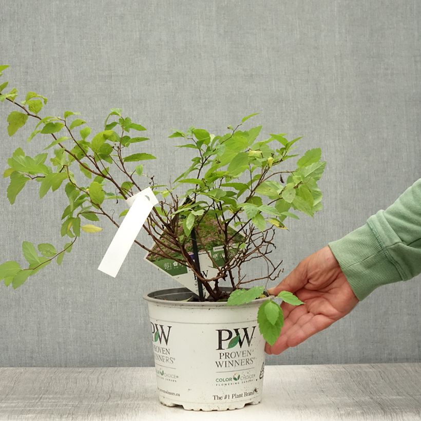 Esimerkki kesällä toimitetusta Japaninangervo Double Play Big Bang Tracy Pot de 2L/3L-taimesta