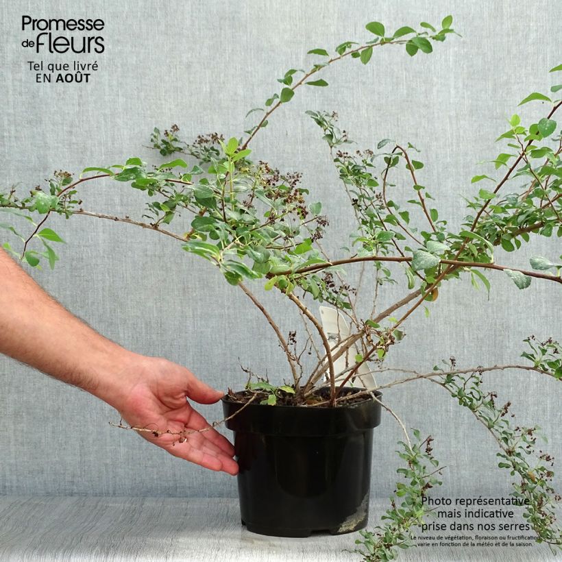 Esimerkki kesällä toimitetusta Piianangervo White Carpet Pot de 3L/4L-taimesta