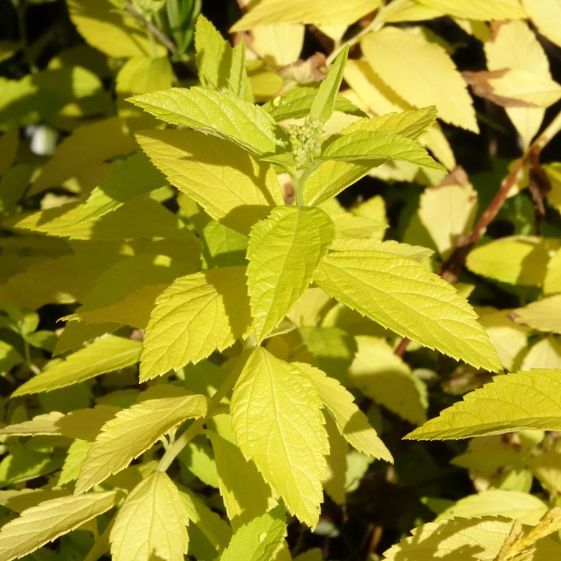 Japaninangervo White Gold (Lehvistö)