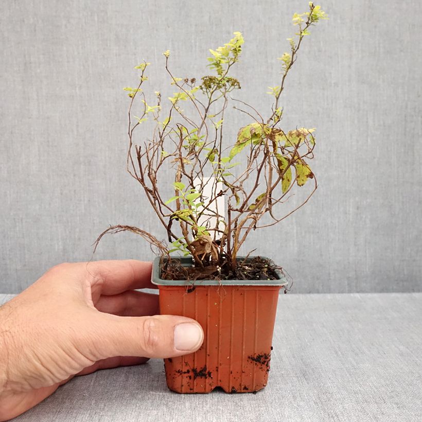 Esimerkki syksyllä toimitetusta Japaninangervo White Gold 8/9 cm taimiruukku-taimesta