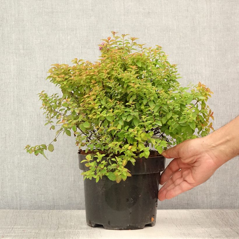 Esimerkki kesällä toimitetusta Japaninangervo Pot de 3L/4L-taimesta