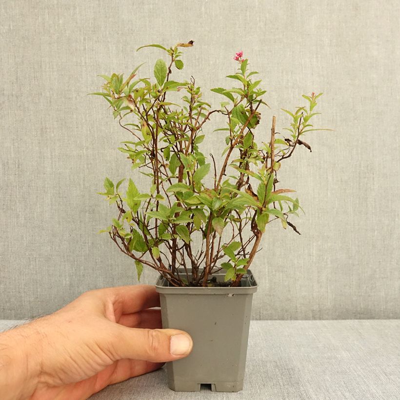 Esimerkki kesällä toimitetusta Japaninangervo Anthony Waterer 8/9 cm taimiruukku-taimesta