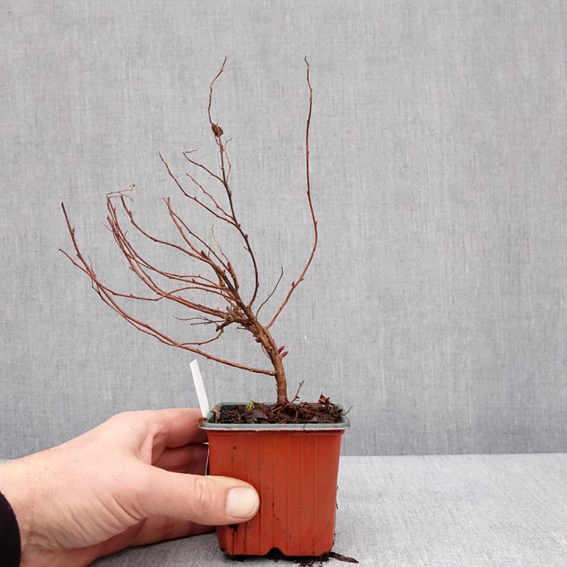 Esimerkki talvella toimitetusta Spirée japonica Anthony Waterer - Spiraea japonaise Godet de 8/9 cm-taimesta