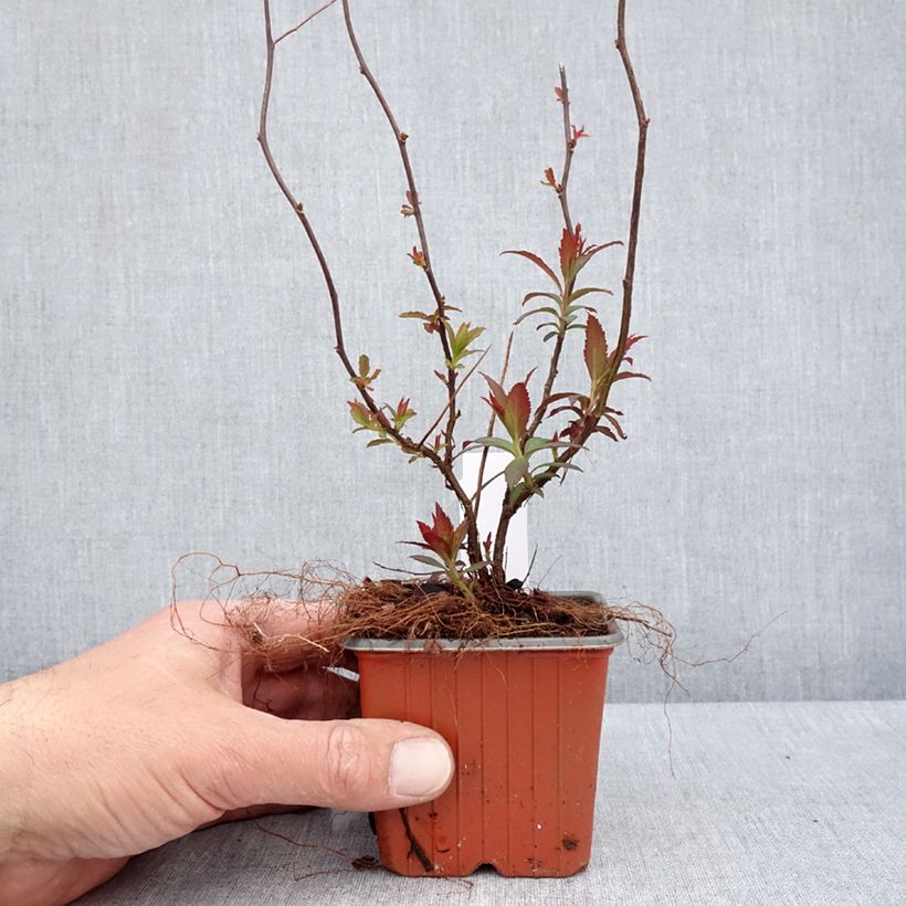 Esimerkki keväällä toimitetusta Japaninangervo Anthony Waterer Taimiruukku 8/9 cm-taimesta