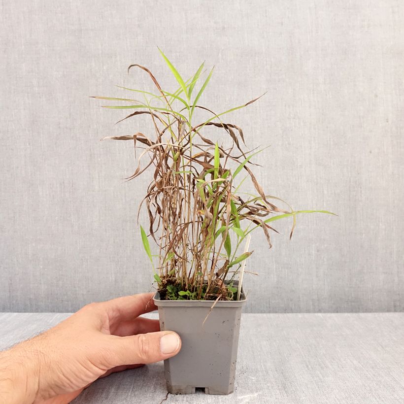 Esimerkki syksyllä toimitetusta Spodiopogon sibiricus 8/9 cm taimiruukku-taimesta