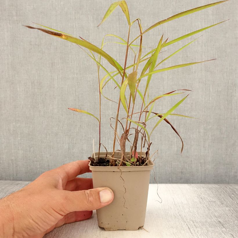 Esimerkki kesällä toimitetusta Spodiopogon sibiricus Godet de 8/9 cm-taimesta