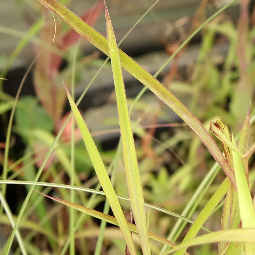 Spodiopogon sibiricus (Lehvistö)