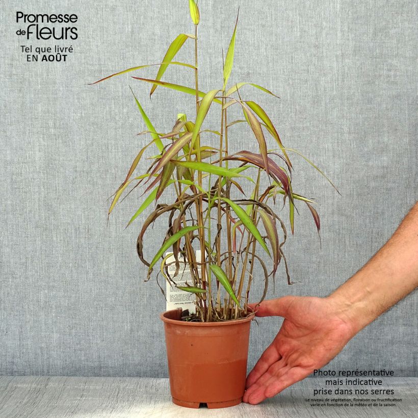 Esimerkki kesällä toimitetusta Spodiopogon sibiricus West Lake Pot de 1L/1,5L-taimesta