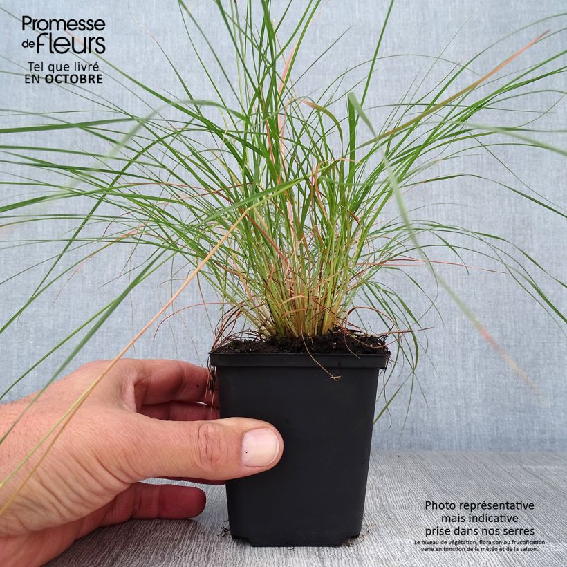 Esimerkki syksyllä toimitetusta Preeriakaristeheinä - Sporobolus heterolepis 8/9 cm taimiruukku-taimesta