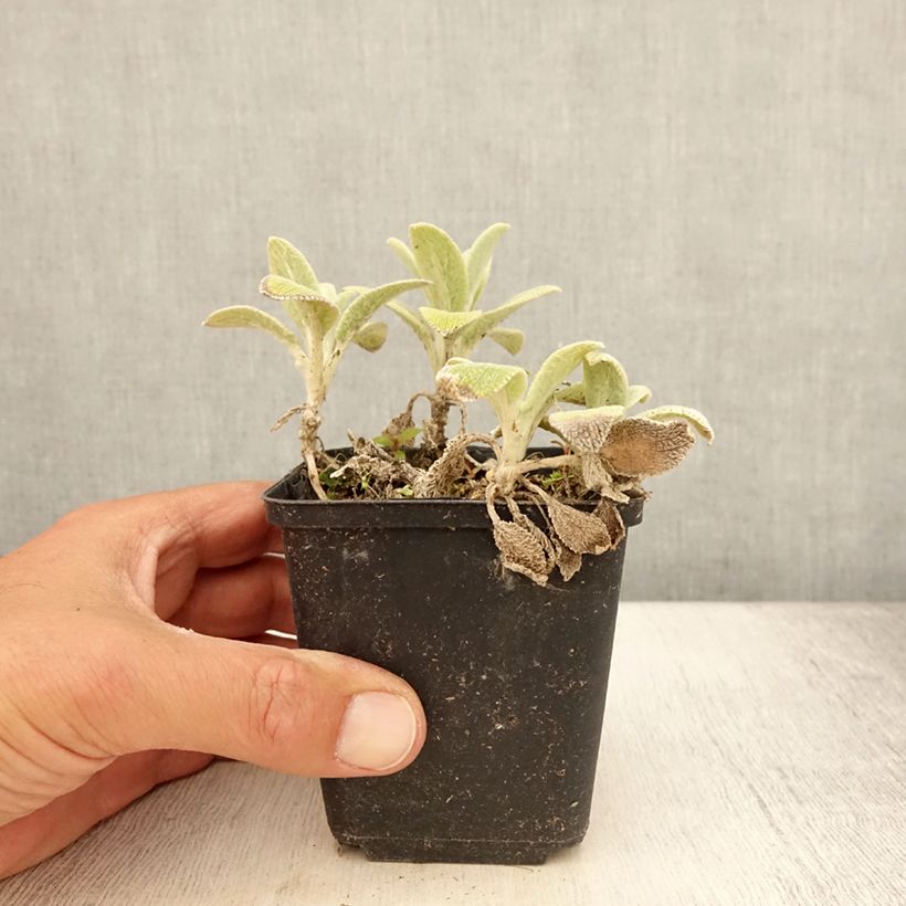 Esimerkki kesällä toimitetusta Nukkapähkämö Silver Carpet 8/9 cm taimiruukku-taimesta